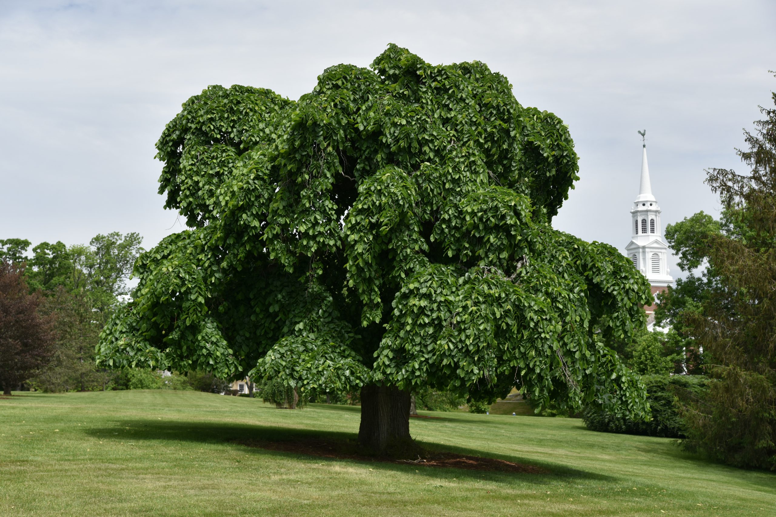 Class of 1895 Tree