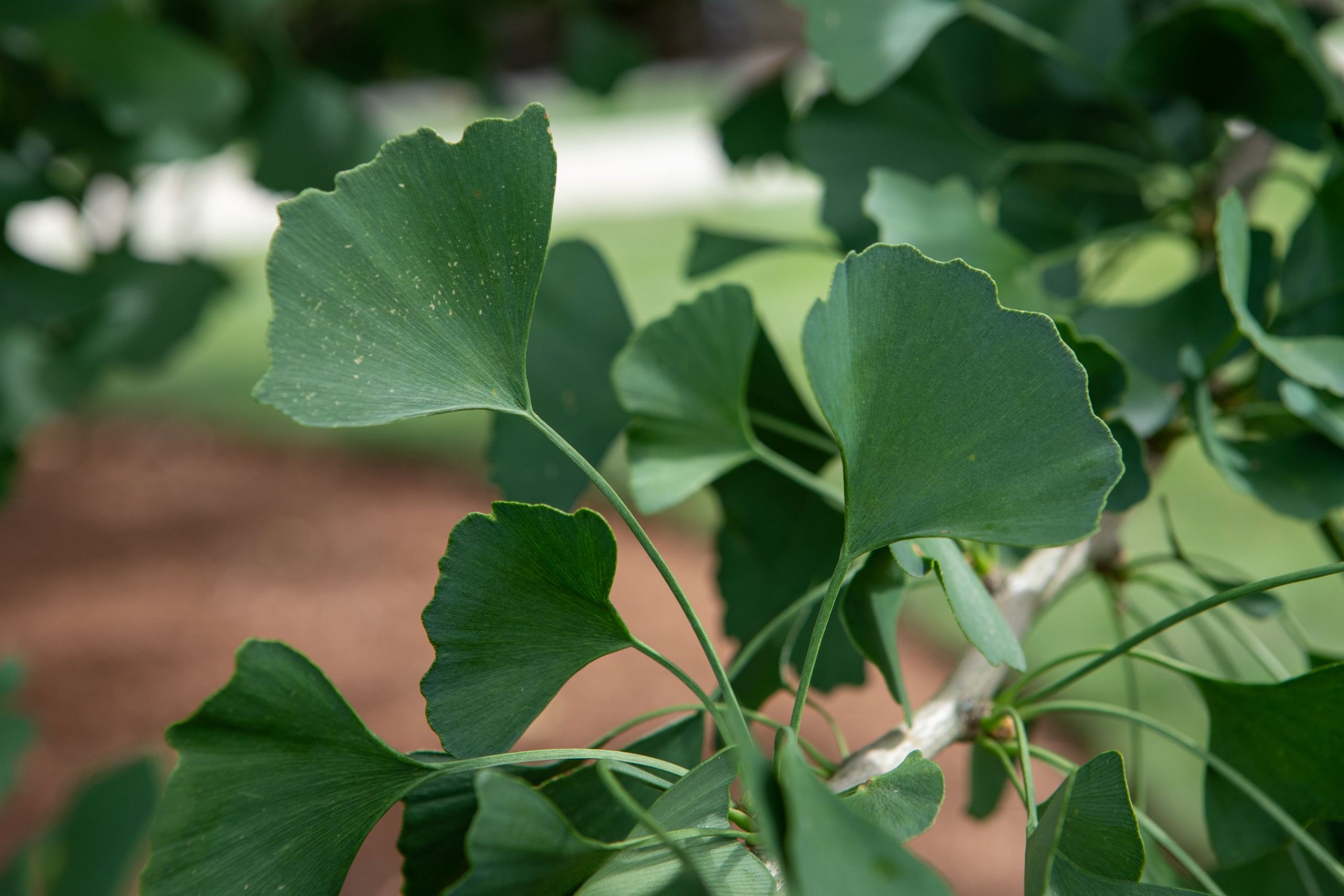 Gingko Tree