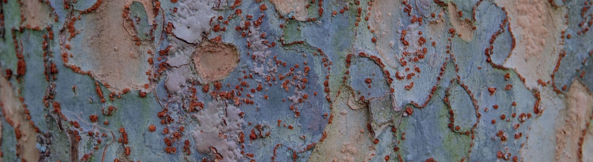 Image shows the bark on a Lacebark elm on the grounds of the University of Connecticut Arboretum