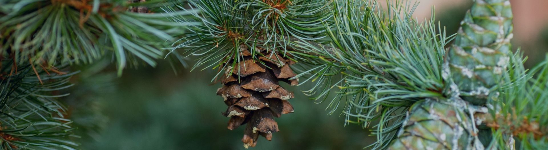 Image shows Pine needles and old and new pine cones on a Japanese White Pine on the grounds of the University of Connecticut Arboretum